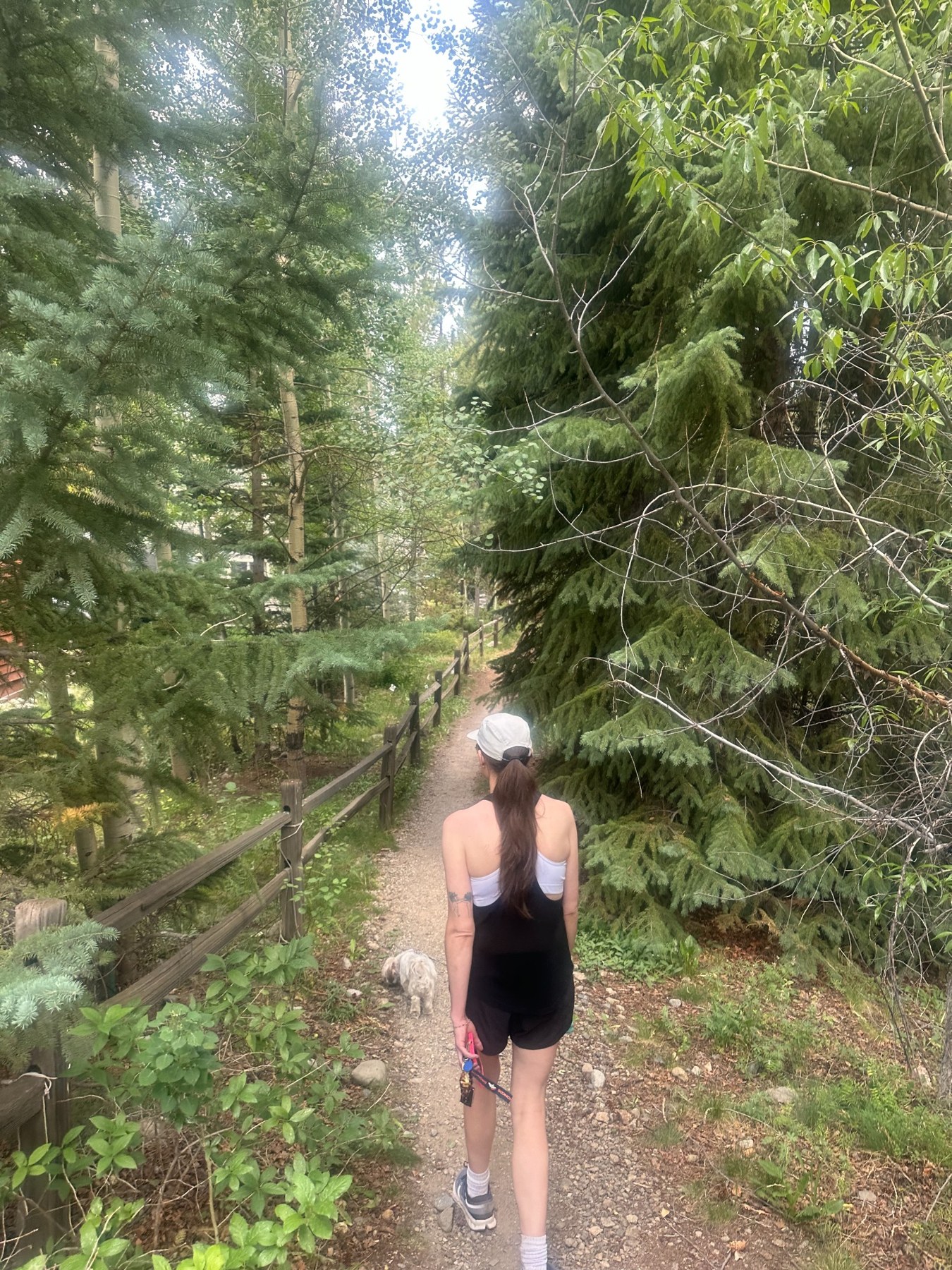 A walk along a wooded trail